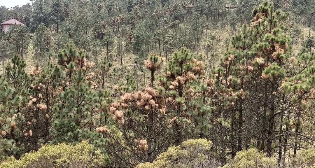 Afectan plagas bosques del Pico de Orizaba