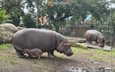 Nace un hipopótamo en Orizaba